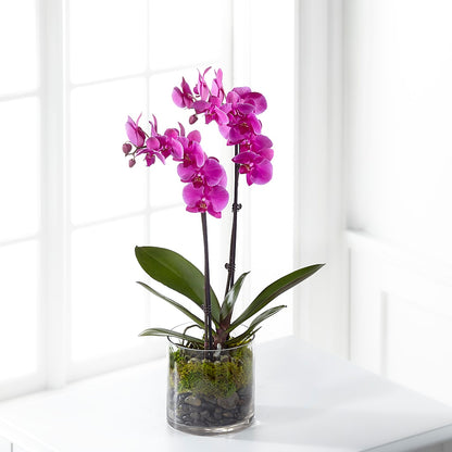 Pink Orchid Plant –  Citifloral, New York NY