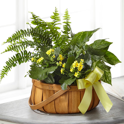 Always Dear Dishgarden –  Citifloral, New York NY