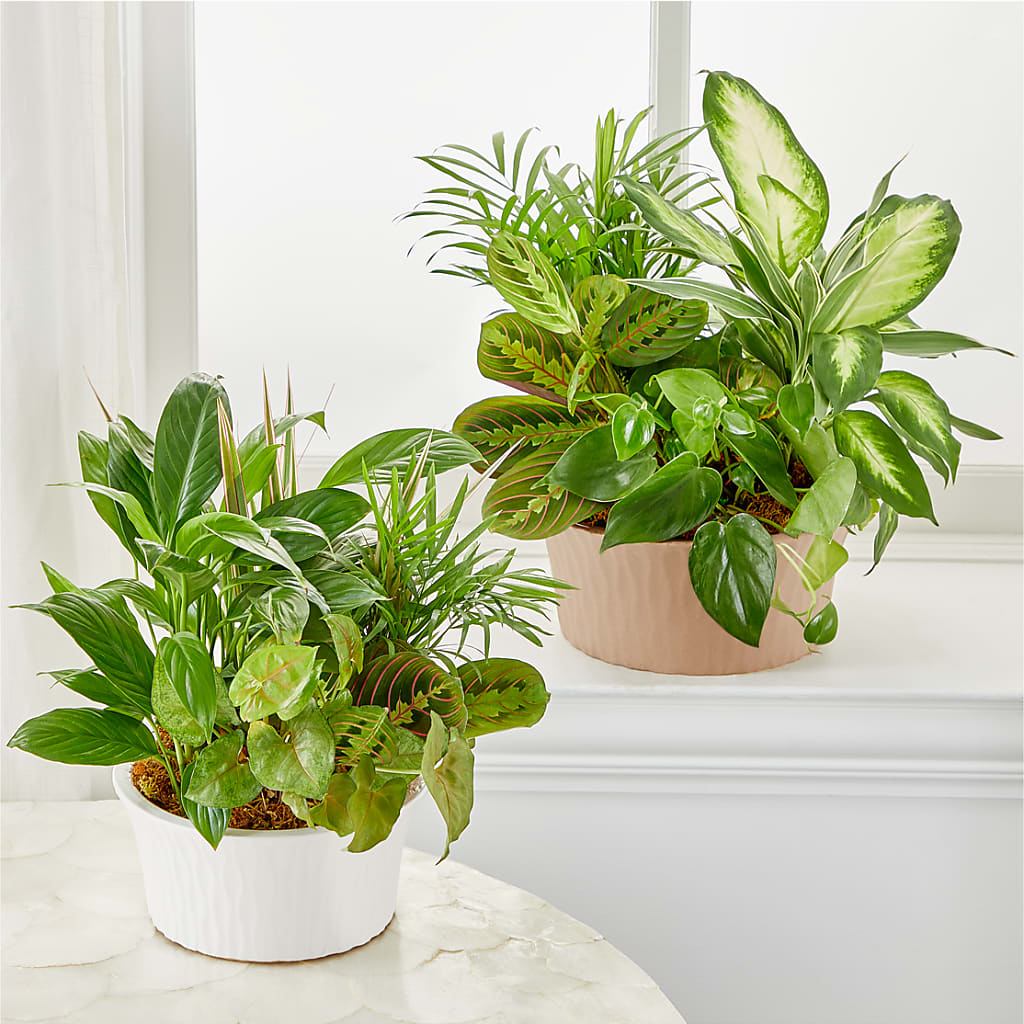 Balance & Harmony Dishgarden –  Citifloral, New York NY