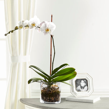 White Orchid Planter –  Citifloral, New York NY