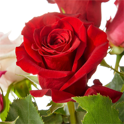 Love Notes Rose Bouquet –  Citifloral, New York NY