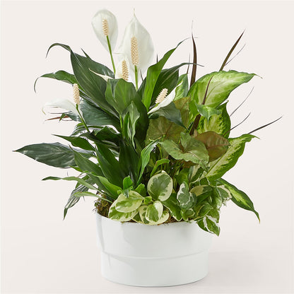 Radiating Positivity Dishgarden –  Citifloral, New York NY